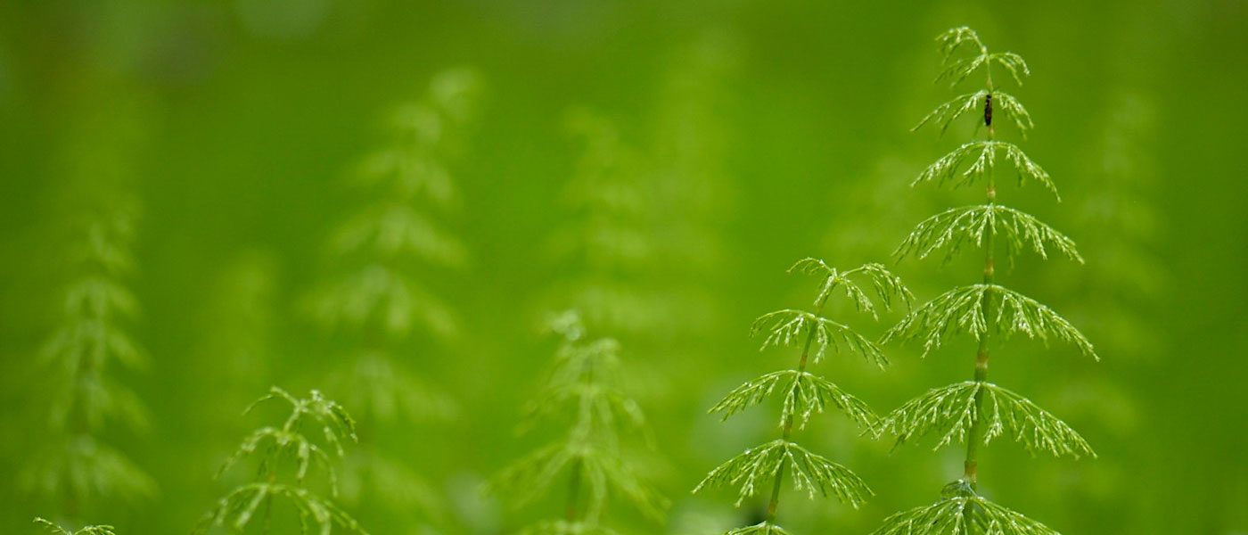 photo of plants