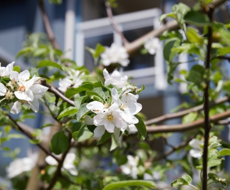 Apple tree with white blossoms